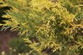 Juniperus pfitzeriana Blue and Gold-2 Jałowiec Pfitzera